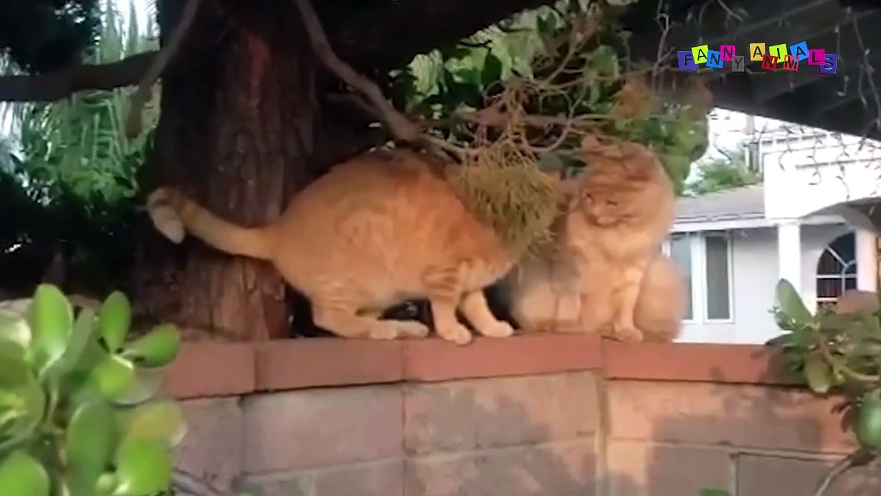 Просто приколы с котанами. Нарезка #7.