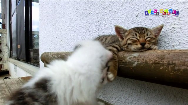 Милые котята.