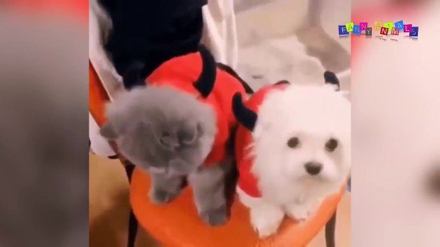 Смешное видео про собак и кошек #5