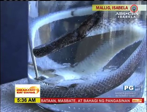Ils découvrent un serpent avec 2 petites pattes aux Philippines! Nouvelle espèce
