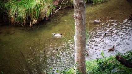 Gezza's Stream: Another Mallard Drake Wolf-Whistles Hens 24/04/18