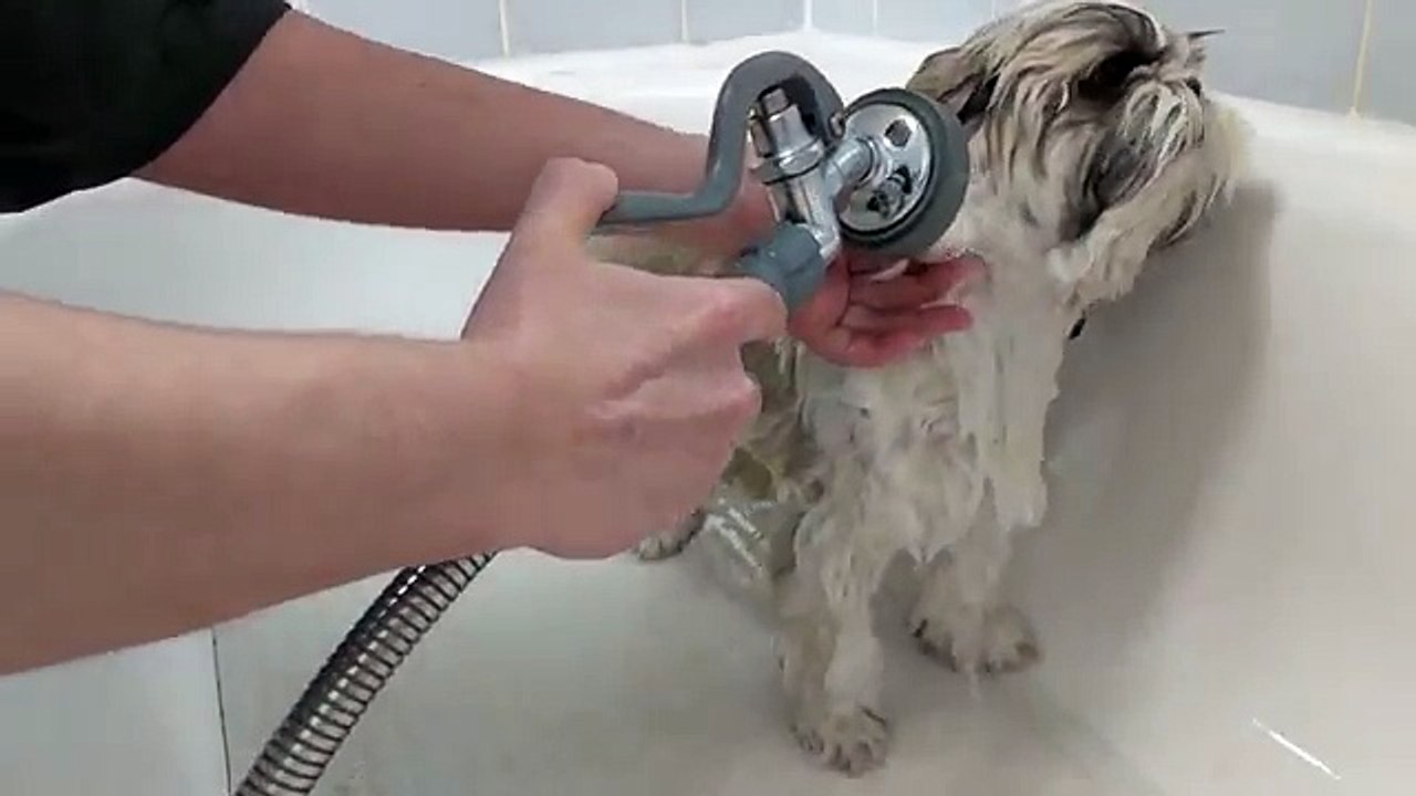 How to bathe a Shih Tzu or a Brachycephalic Breed