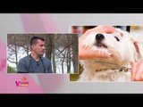 Vizioni i pasdites - Dita ndërkombëtare e kafshëve shtëpiake - 4 Prill 2018 - Show - Vizion Plus