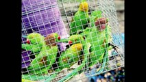 Illegal Smuggling Rare Parrots Birds Falcon Help Stop Wildlife Trafficking