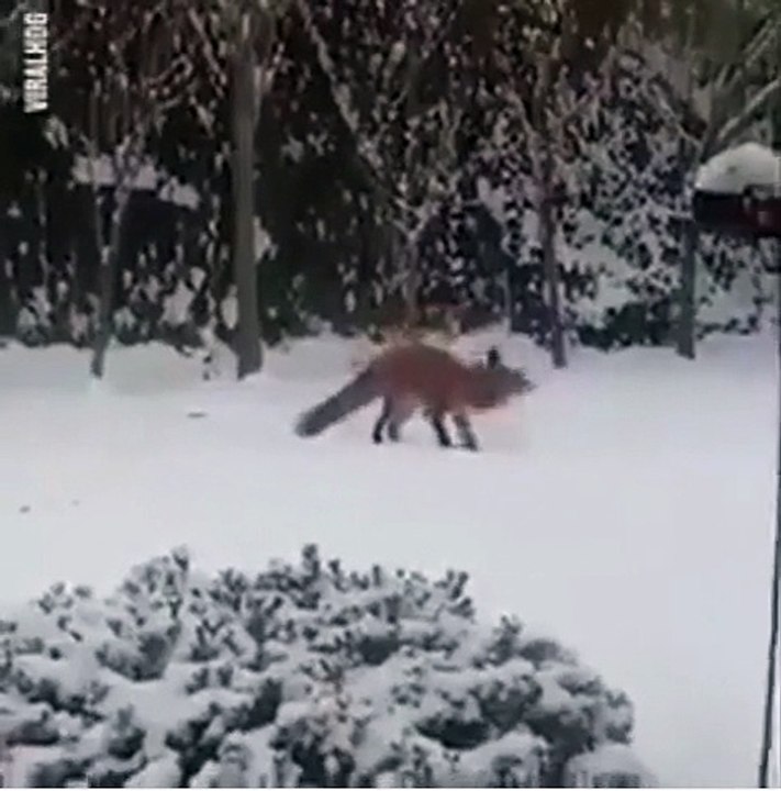 tilki oyun oynuyor avıyla 2018 ocak 3_x264