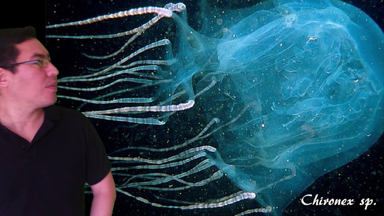 Cnidarios presentación parte 2