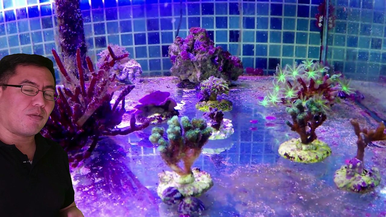 Cnidarios presentación parte 4
