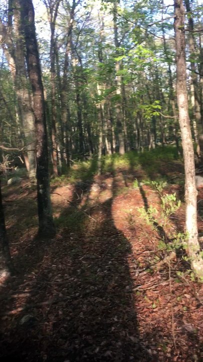 BRIAN GHILLIOTTI: EXPLORING OFF OF I-395 S IN CONNECTICUT: GOING DEEPER INTO THE WOODS