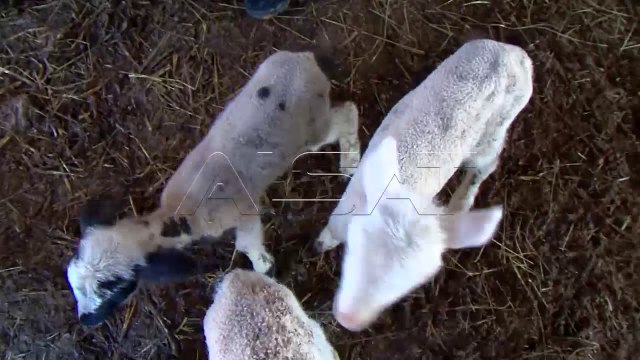 Blegtorët përballen me probleme të mëdha