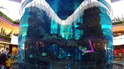 Les Sirènes et le Papillon Magique !