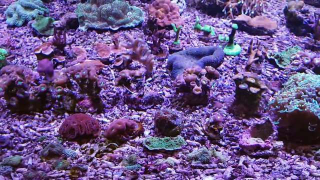 ACUARIOS HD : COMO DOY DE COMER A MIS PECES MARINOS .