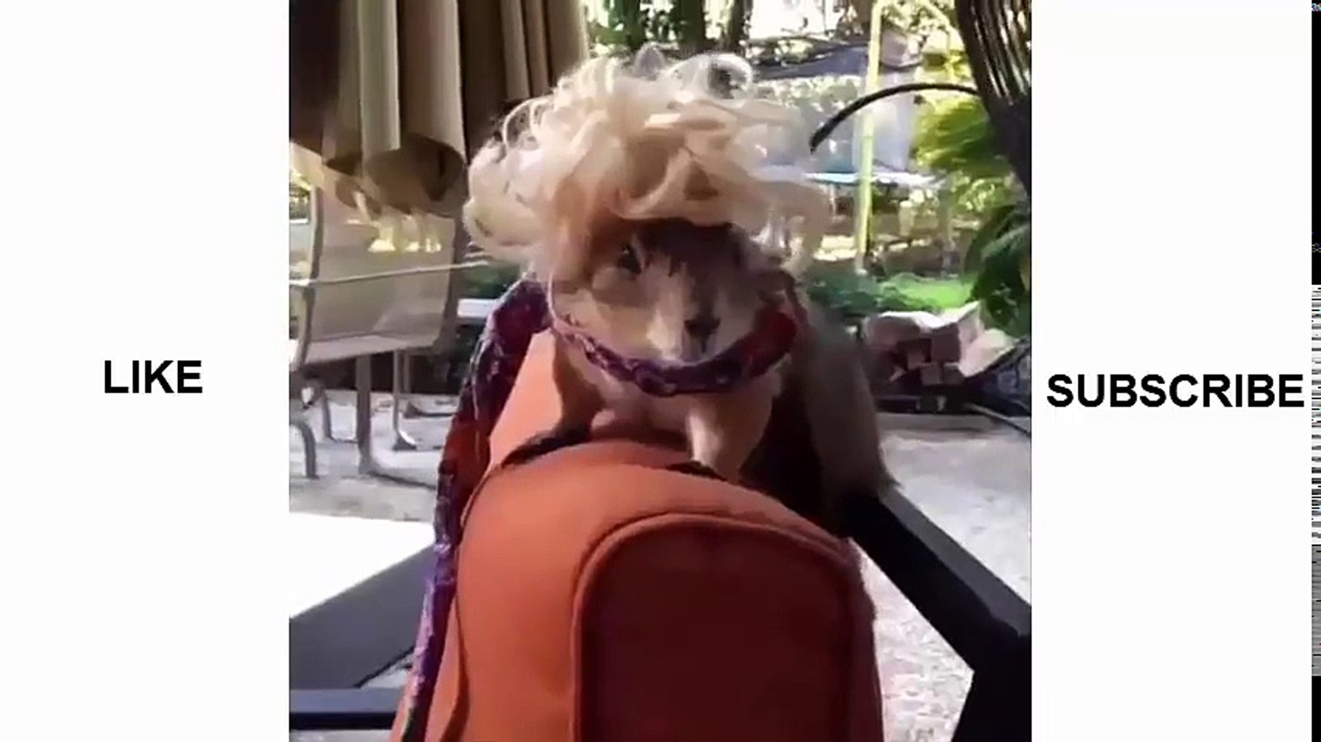 Top 100 FUNNY Animals