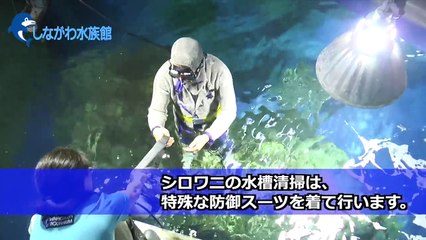 J'ai essayé de nettoyer l'aquarium de l'aquarium de Shinagawa
