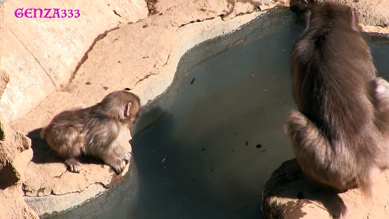 Baby monkey happening - cute animal video