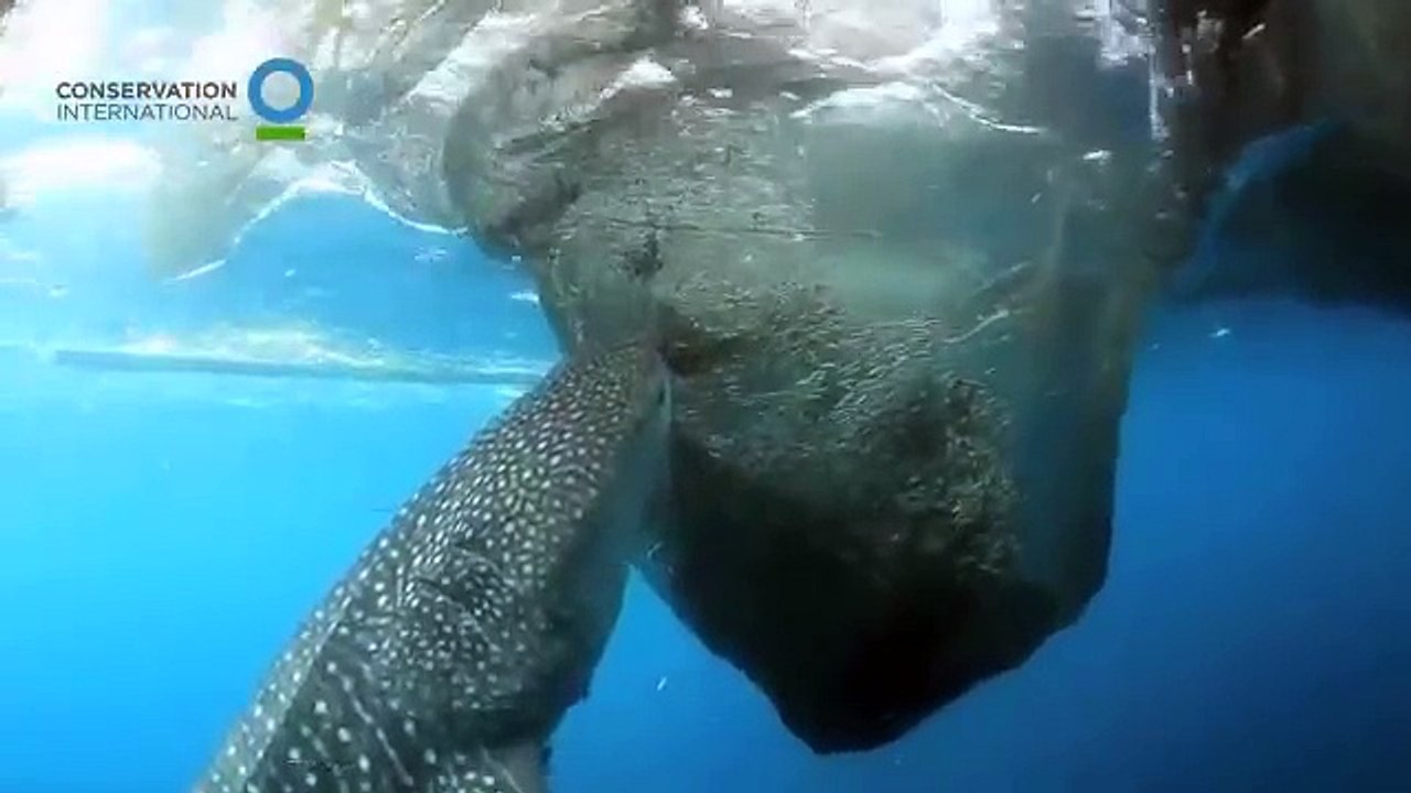 Whale shark sucks fish out of hole in fishing net - Conservation International (CI)