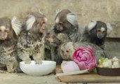 Cute Symbio Zoo Animals Celebrate Mother's Day