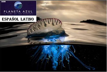 PLANETA AZUL - El Abismo