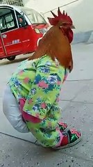 El Gallo con traje Tirando Cuadre