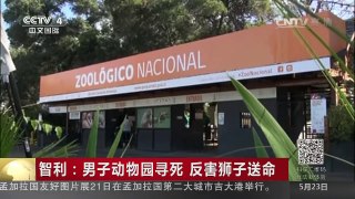 [中国新闻]智利：男子动物园寻死 反害狮子送命 | CCTV-4