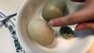Yummy Eggs! Duck vs Chicken vs Quail