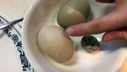 Yummy Eggs! Duck vs Chicken vs Quail