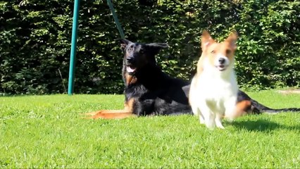 10 Most Energetic Dog Breeds