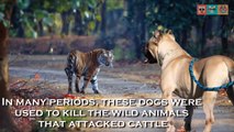 13 Fearless Dogs That Protect you From Tigers, Lions, Panthers