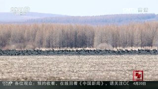[中国新闻]黑龙江：近万只大雁集聚稻田 | CCTV-4