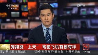 [中国新闻]狗狗能“上天” 驾驶飞机有模有样 | CCTV-4