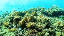 Thinking of diving?. Think the Seychelles Islands!, watch our short clip below