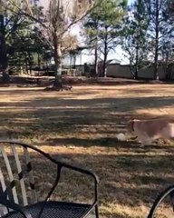 A dog and rabbit playing together! Hilarious