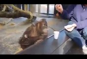 A man show magic to monkey , You will see Priceless reaction of monkey