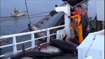 The biggest fish catch in the Perna Sea is there