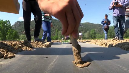 'Marmara'nın karpuzcusu'nda dikim imeceyle yapılıyor - BİLECİK