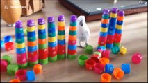 Cockatoo ruthlessly smashes stacked cups
