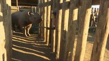 هذا الصباح- مهمة استثنائية مع حيوان وحيد القرن