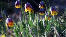 Endemik çiçekler 'Şehitler Diyarı'nda görsel şölen sunuyor - KARS