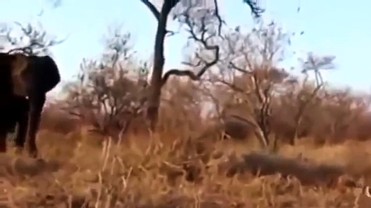 El mundo Animal Documental - LA AMISTAD ENTRE EL LEON Y EL LEOPARDO