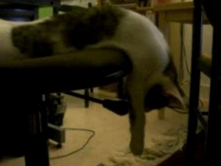 Le Chat qui dort un peu trop profondément !