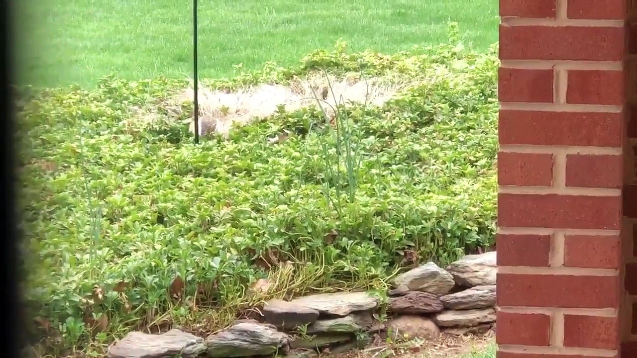 Écureuil vs Mangeoire à oiseaux graissé