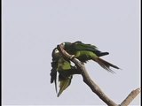 Yellow-collared Macaws