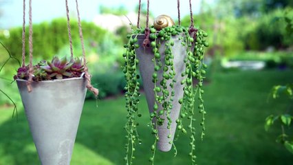 DIY - Gartenstecker/Blumenampel aus Beton | Betonkegel | Dachwurz | Hängepflanze | How to