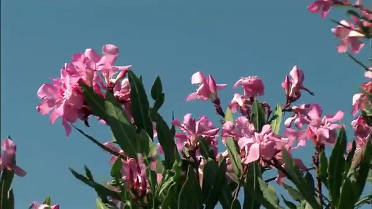 Introducing the Balearic Islands