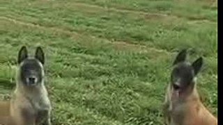 amazing dog jumping