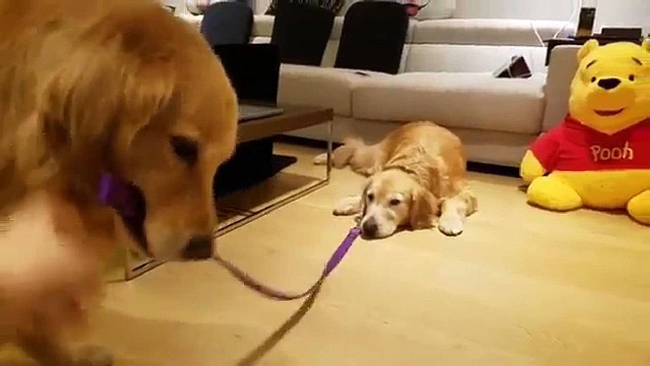 Adorable Doggies