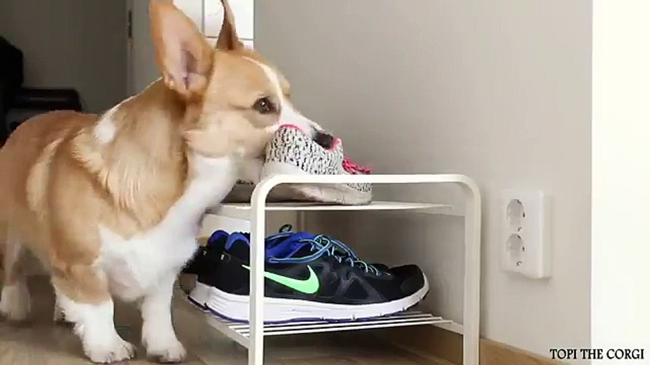 Adorable Dog's Naughtiness