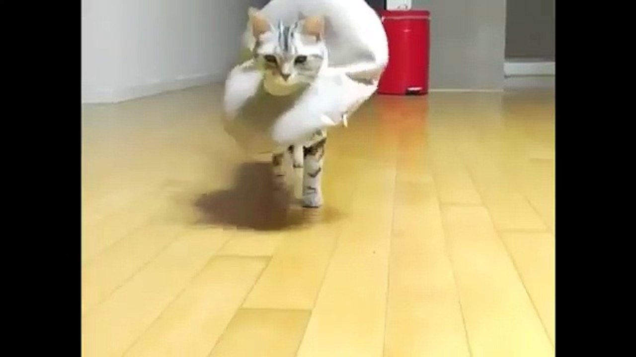 Amazing Cat Moments