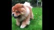 Amazing Compilation Of Chow Chow Doggies And Puppies