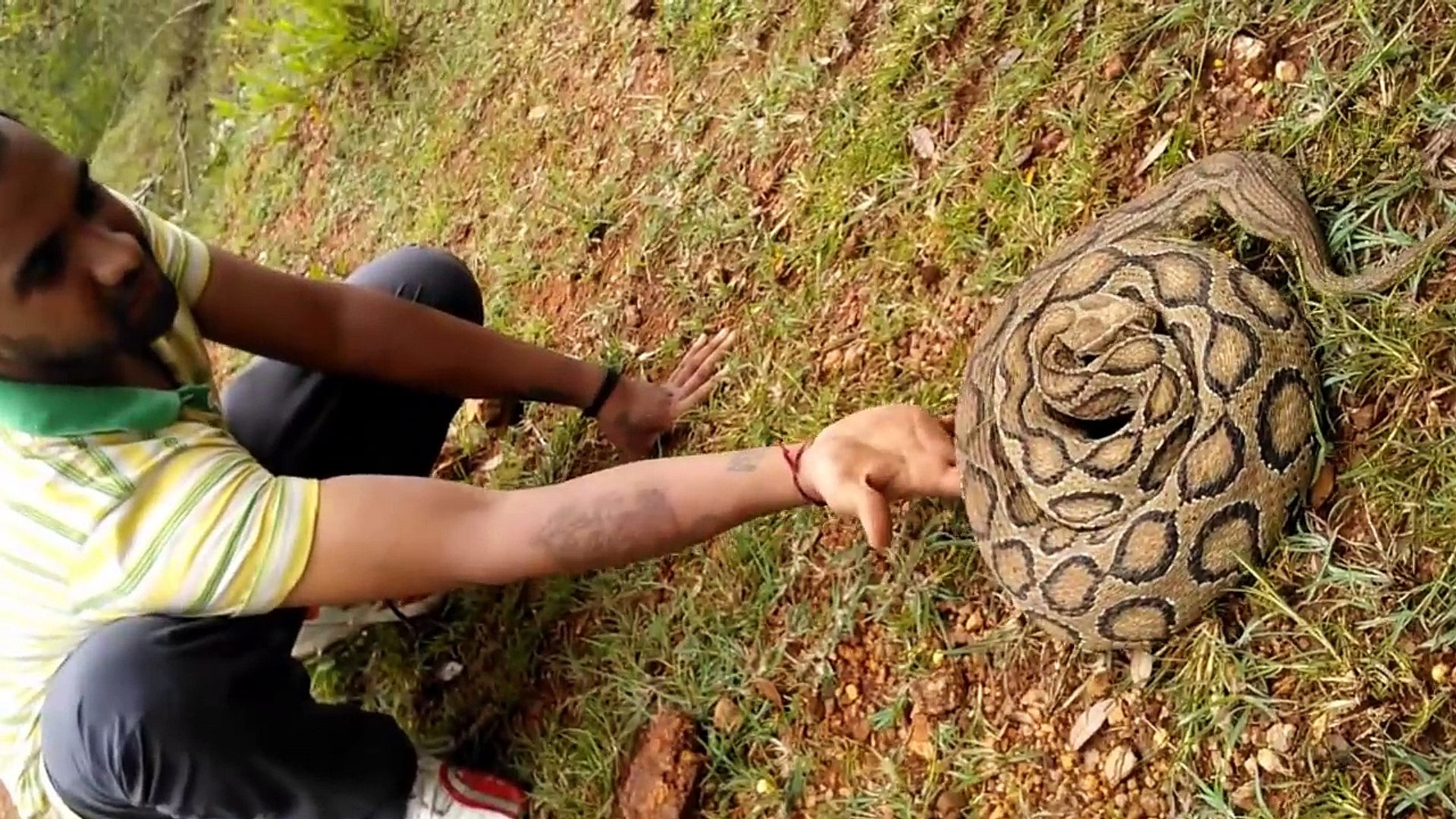 ⁣Viper snake handling by Indian Snake Expert....!!!!