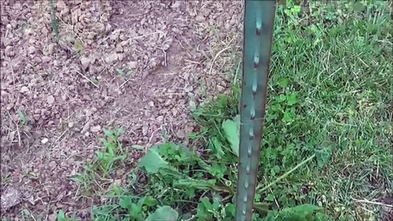 Cheap, easy, and effective deer fencing for your garden